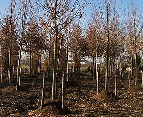 image05_g.jpg