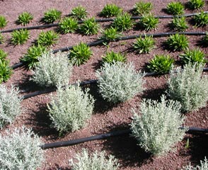 image09_g.jpg